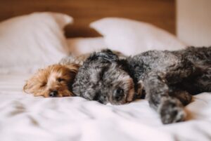 「慣らし保育」でリラックスするトイプードル