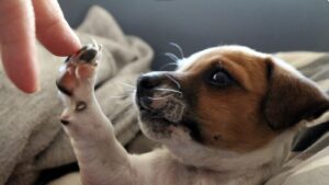 スキンシップや観察で犬の気持ちを知る　犬に優しいトリミング