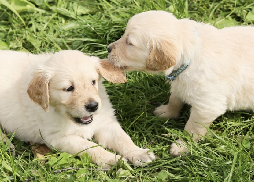 犬の保育でトリミング慣れ　遊ぶ犬　ゴールデンレトリバーパピー