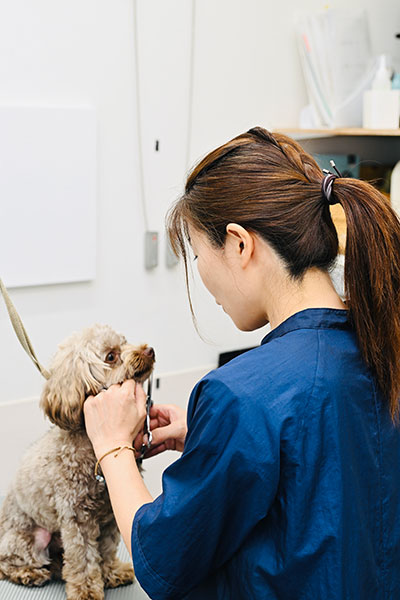 トリマー　やまぐち　犬のカット中　トイプードル